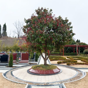 郑州市二七区御泉森林陵园生态葬树葬墓型5号