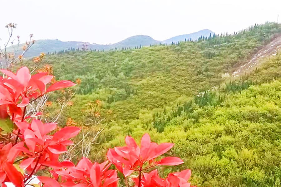凤凰山公墓景观图